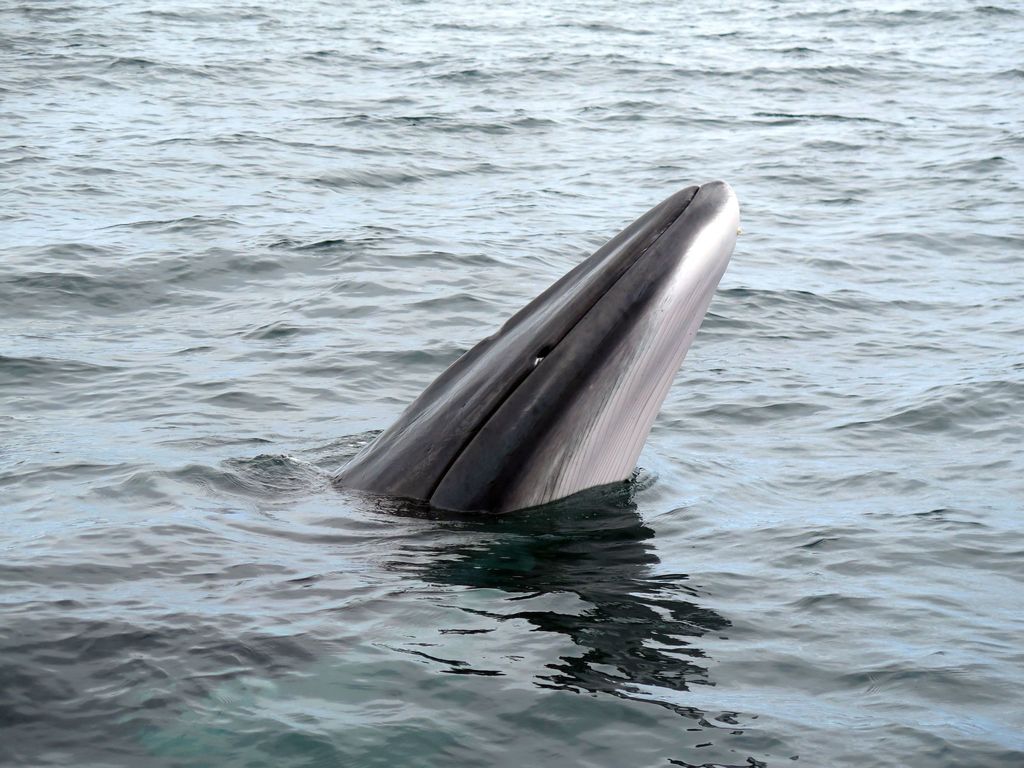 Common Minke Whale reference