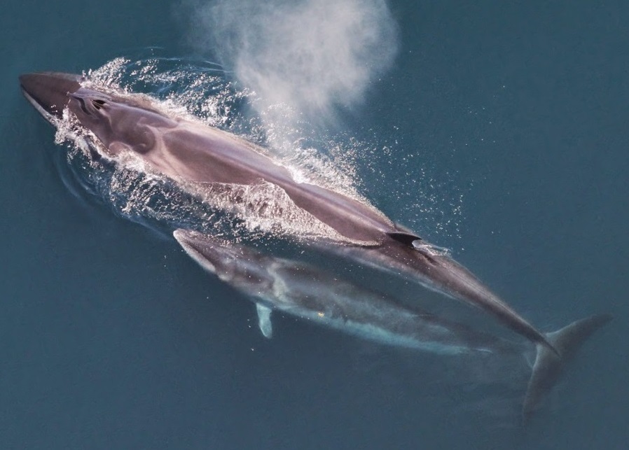 Sei Whale reference