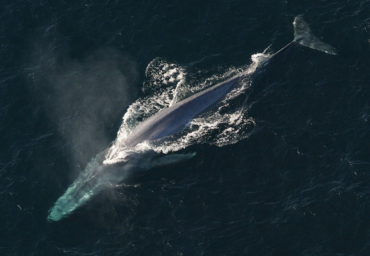 Blue Whale reference