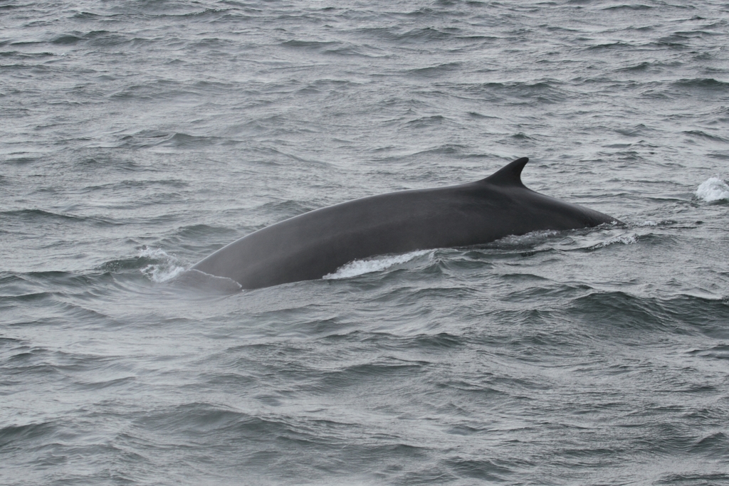 Fin Whale reference