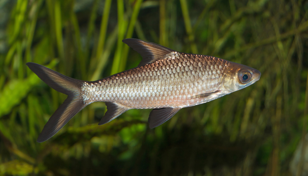 Tricolor Sharkminnow reference