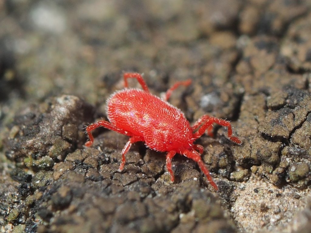 Balaustium murorum reference