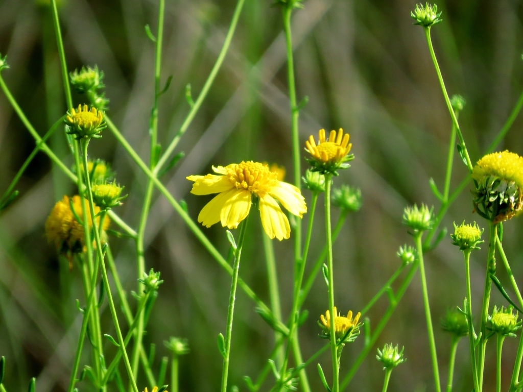 Coastal Plain Honeycombhead reference
