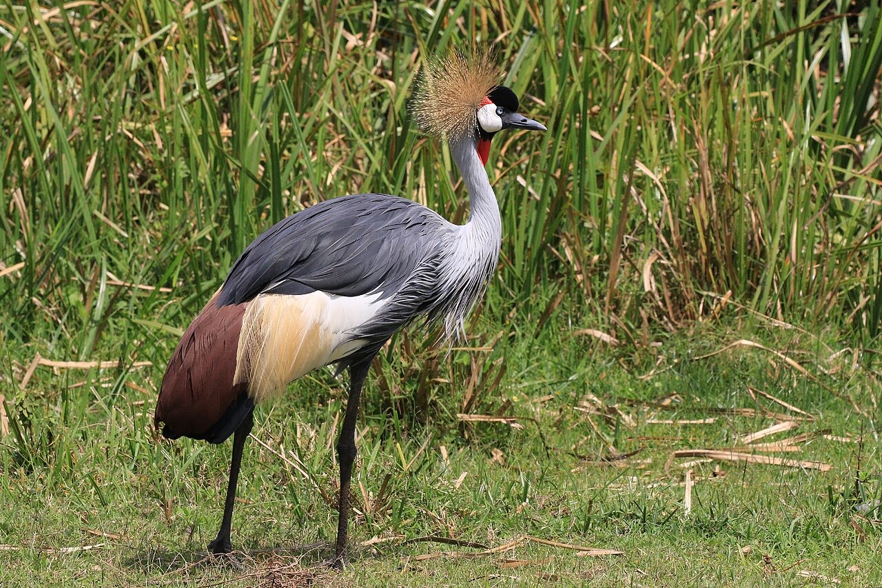 Grey Crowned Crane reference