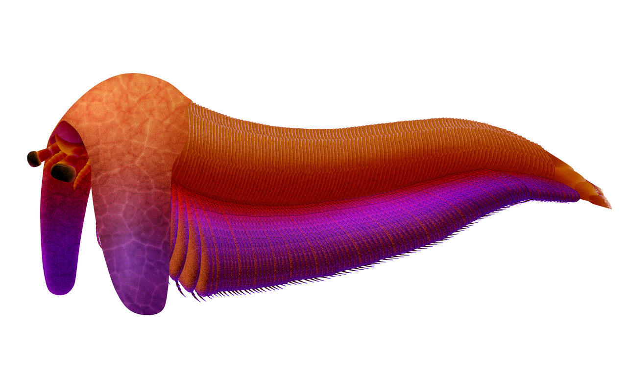 Balhuticaris voltae reference