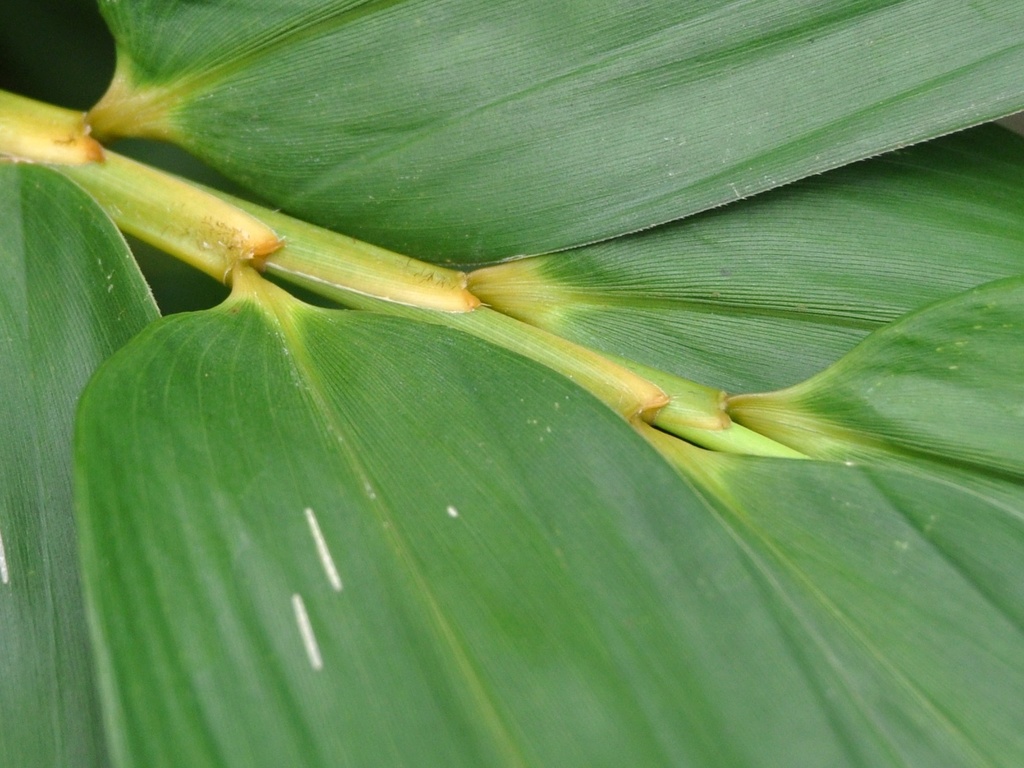 Common Bamboo reference