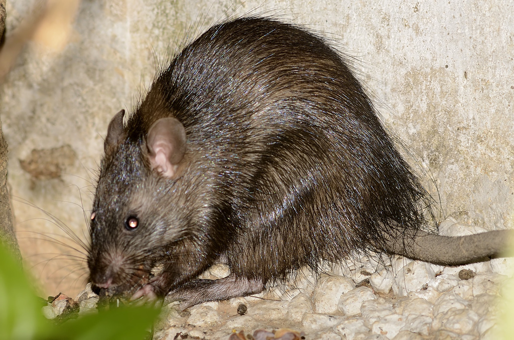 Greater Bandicoot Rat reference