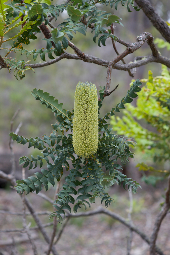 Giant Banksia reference