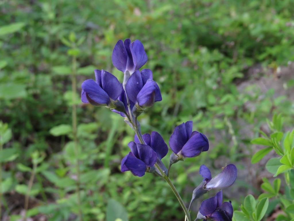 tall blue wild indigo reference