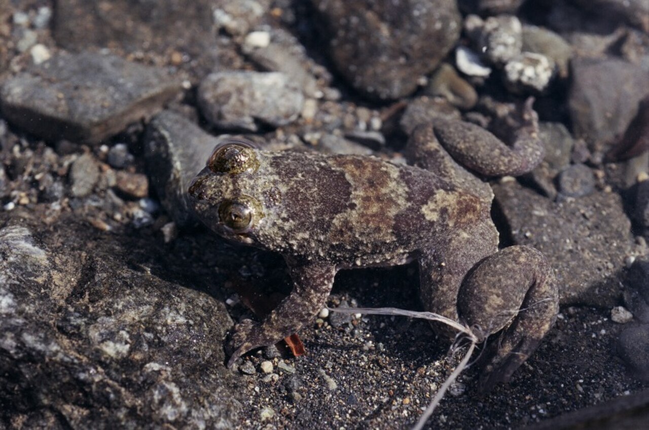Philippine Flat-headed Frog reference