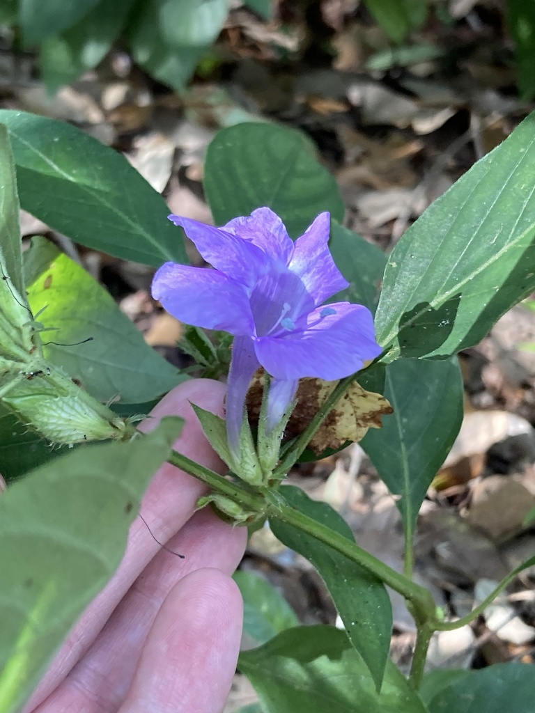 Philippine Violet reference