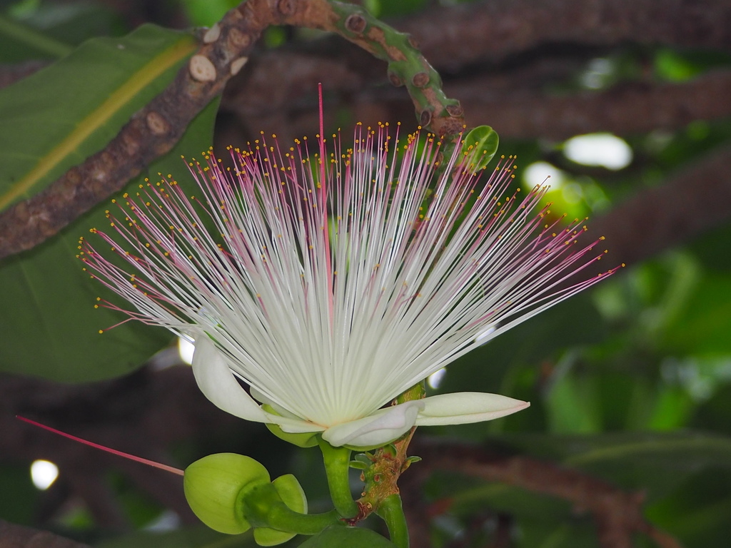 Fish Poison Tree reference
