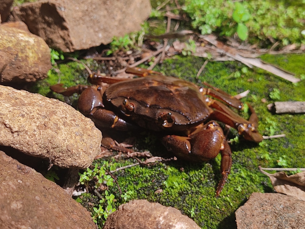 Brown Freshwater Crab reference
