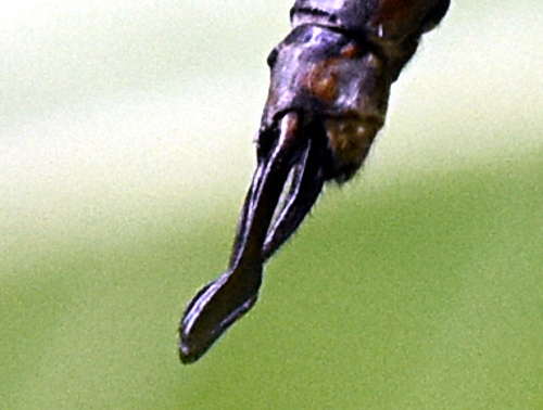 Springtime Darner reference