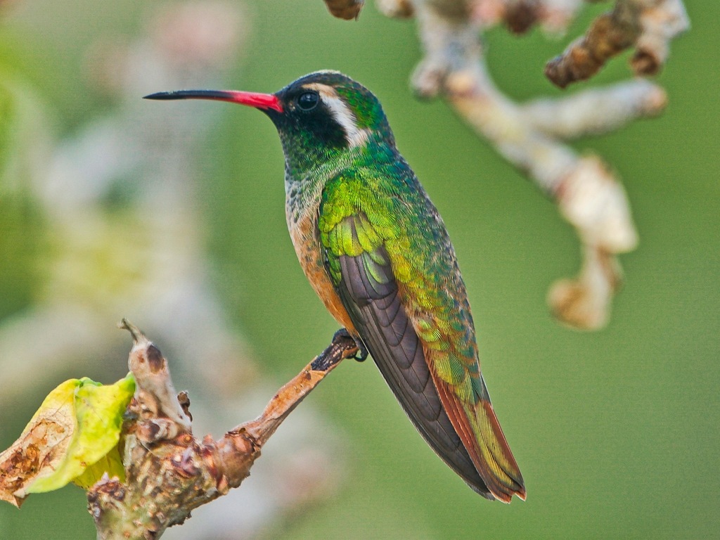 Xantus's Hummingbird reference