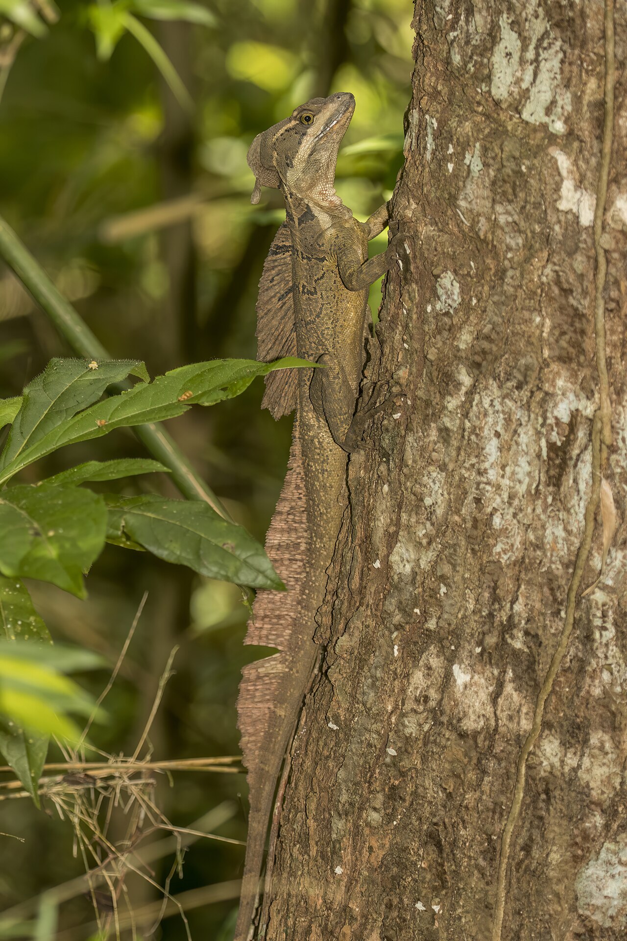 Common Basilisk reference