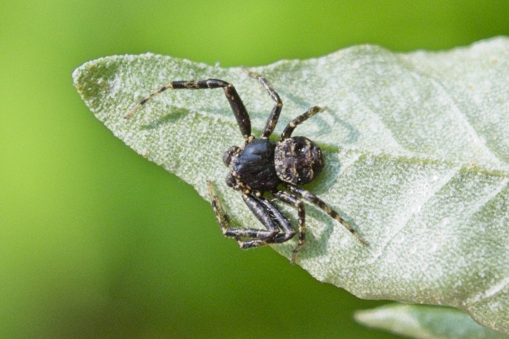 Multicolored Bark Crab Spider reference