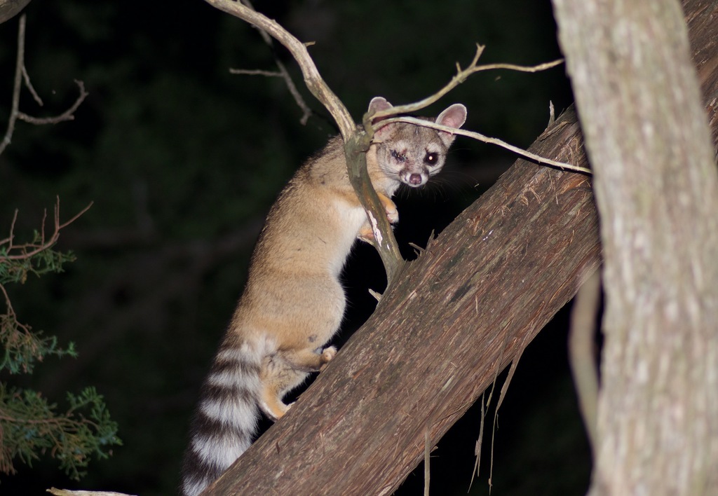 Ringtail reference