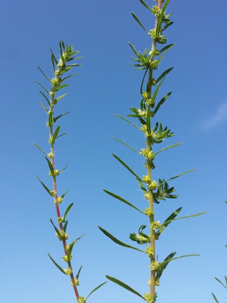 summer-cypress reference