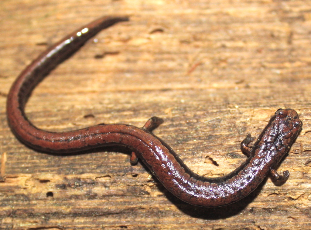California Slender Salamander reference