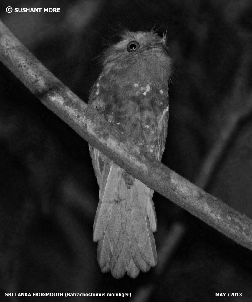 Sri Lanka Frogmouth reference