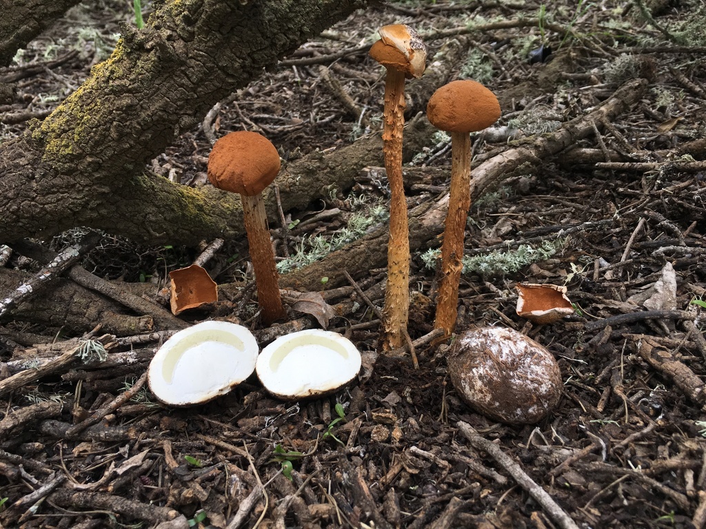 Sandy Stilt-puffball reference