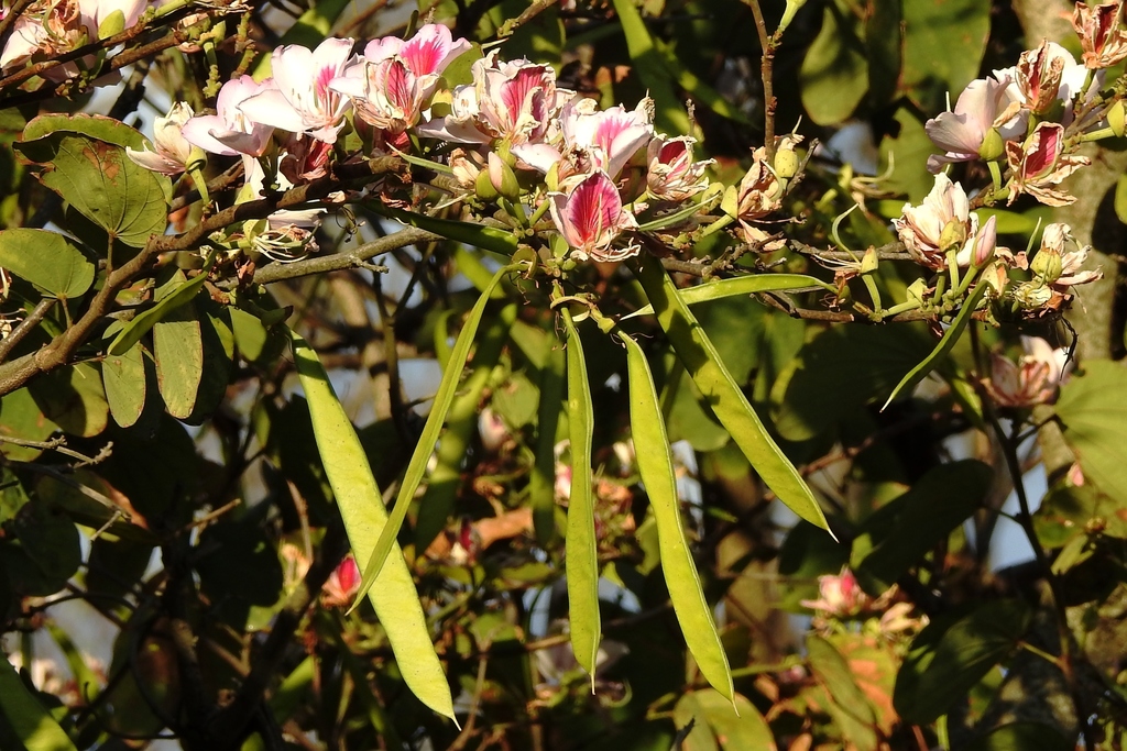 Orchid Tree reference
