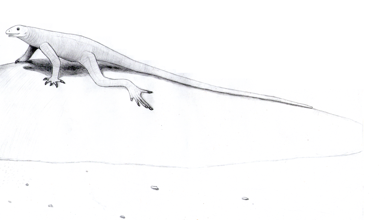 Bavarisaurus macrodactylus reference