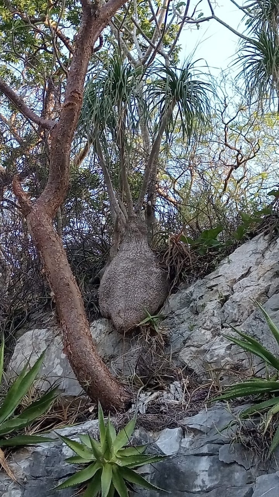 Elephant's-foot reference