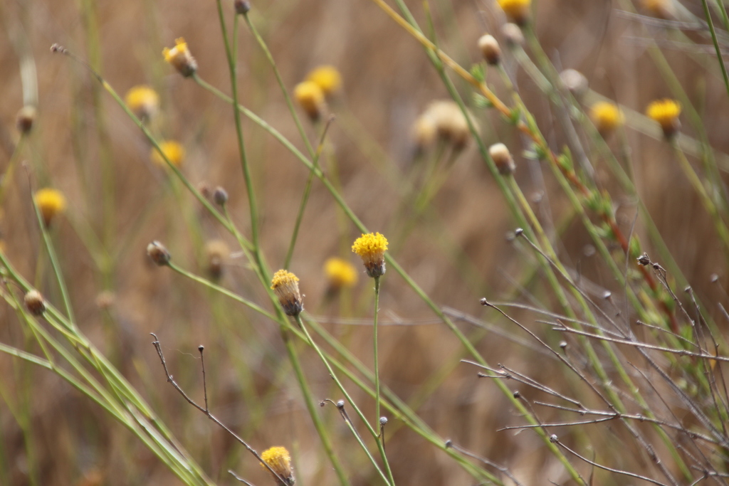 Sweetbush reference