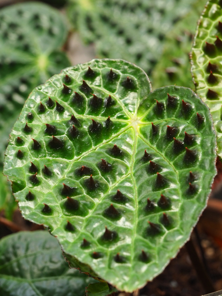 Begonia ferox reference