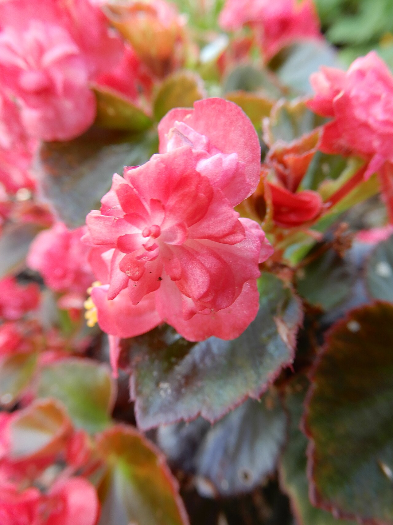 Begonia semperflorens reference