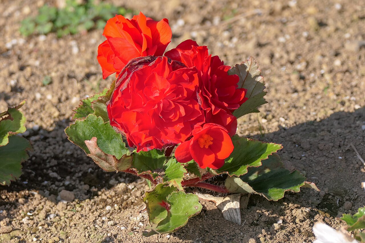 Begonia tuberhybrida reference