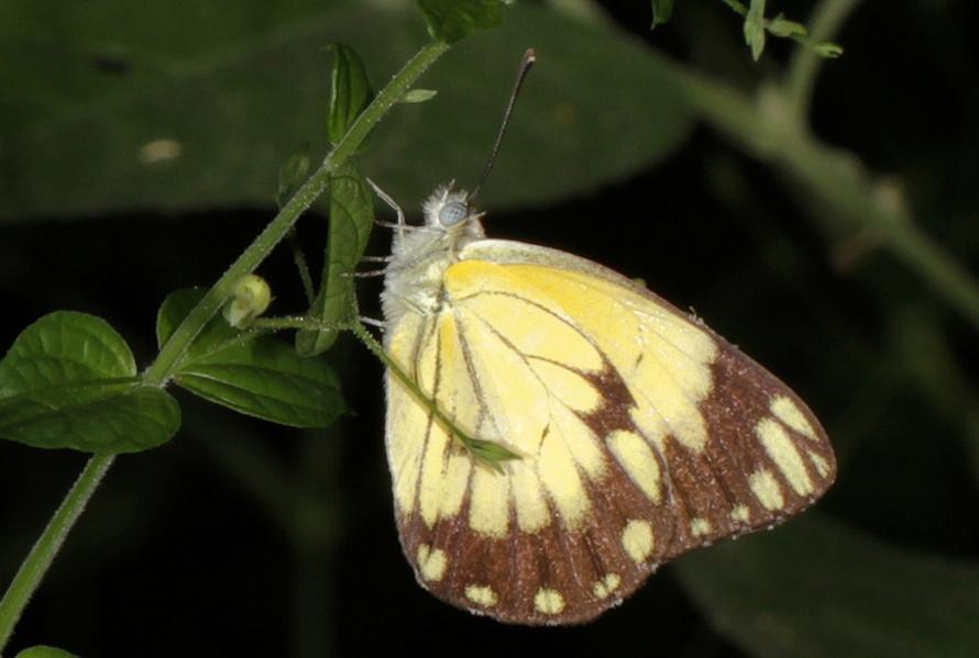 African Caper reference