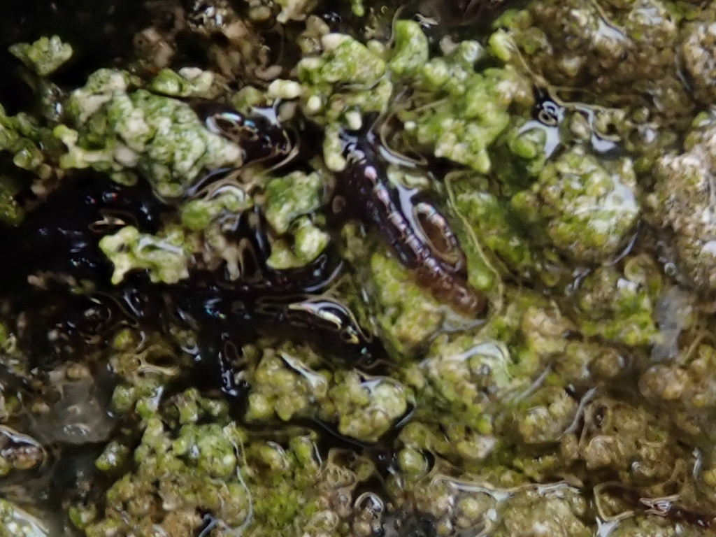 Antarctic Midge reference