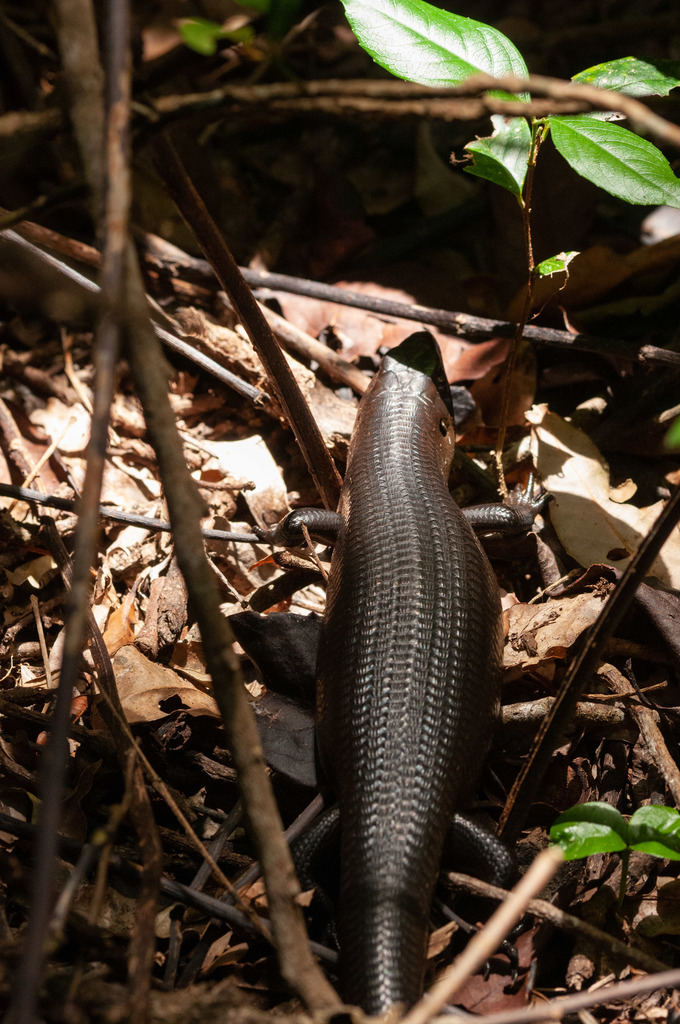 Land Mullet reference