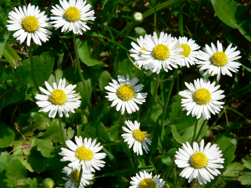 Lawn daisy reference
