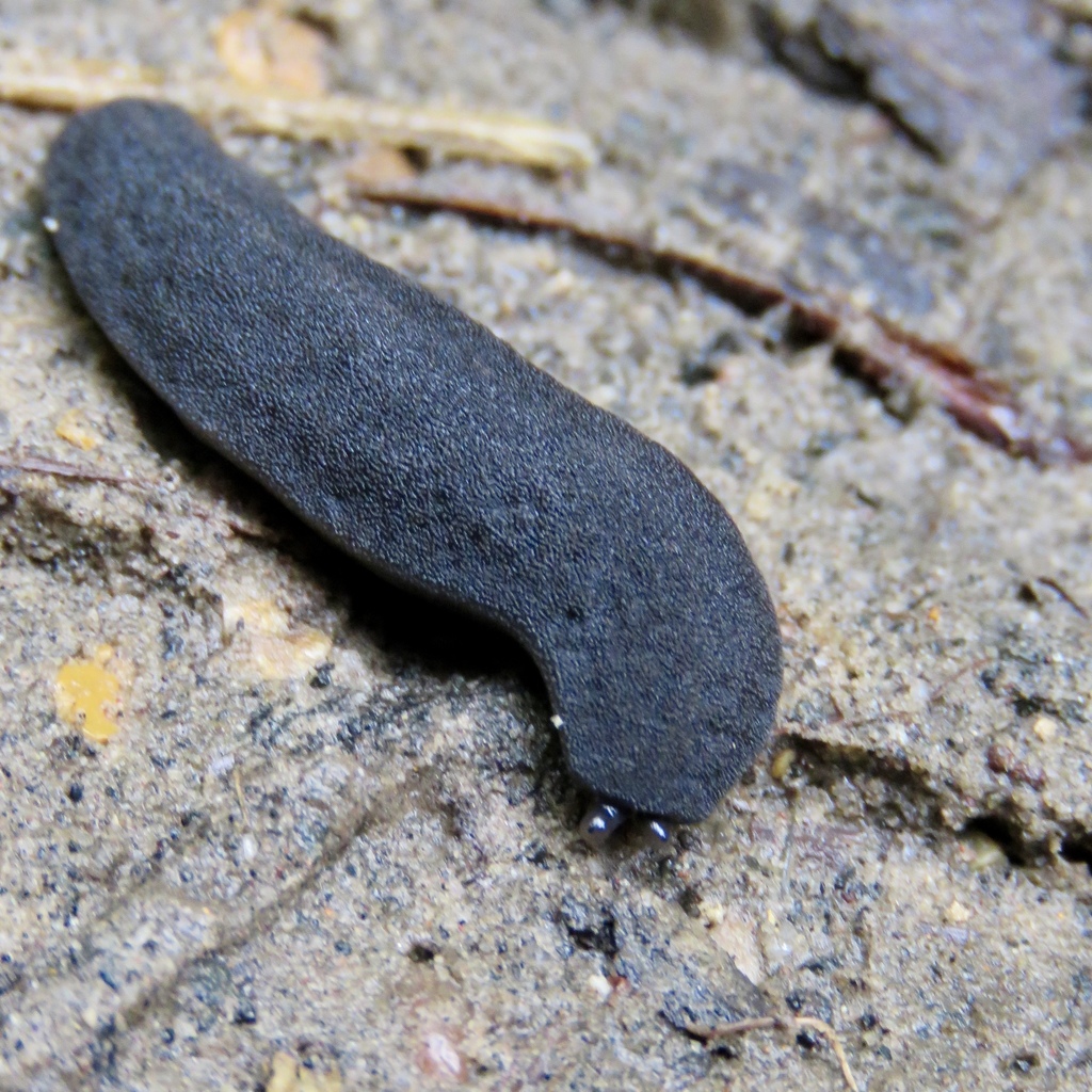Black-velvet Leatherleaf reference