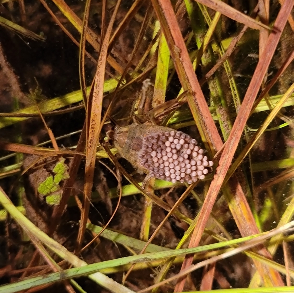 Belostoma flumineum reference