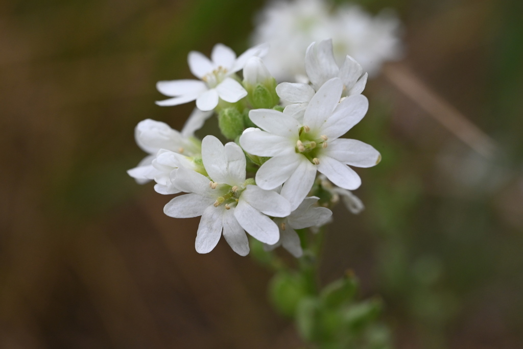 hoary alyssum reference