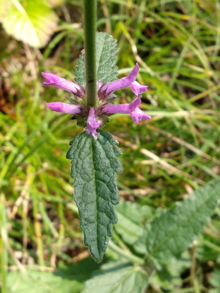common hedge-nettle reference
