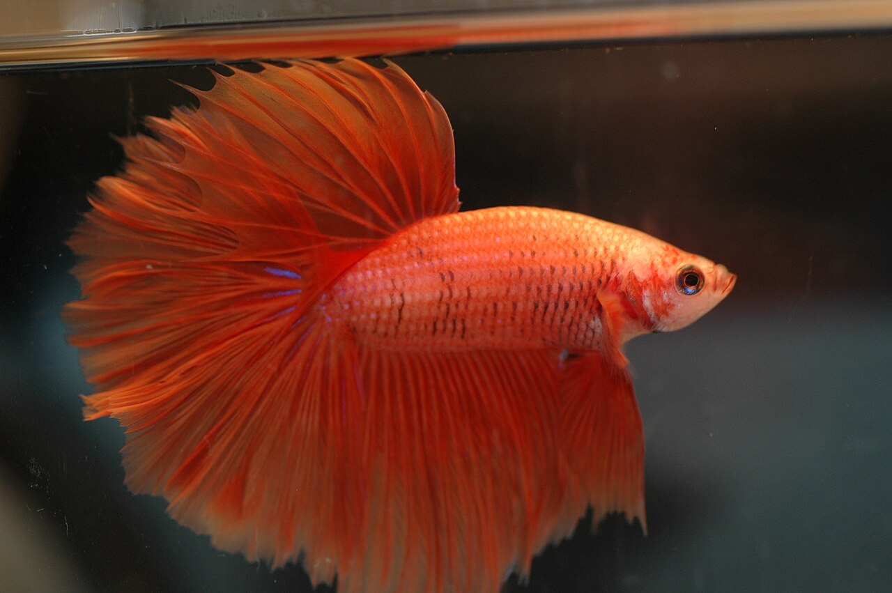 Siamese Fighting Fish reference