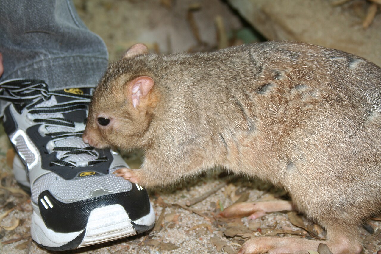Burrowing Bettong reference