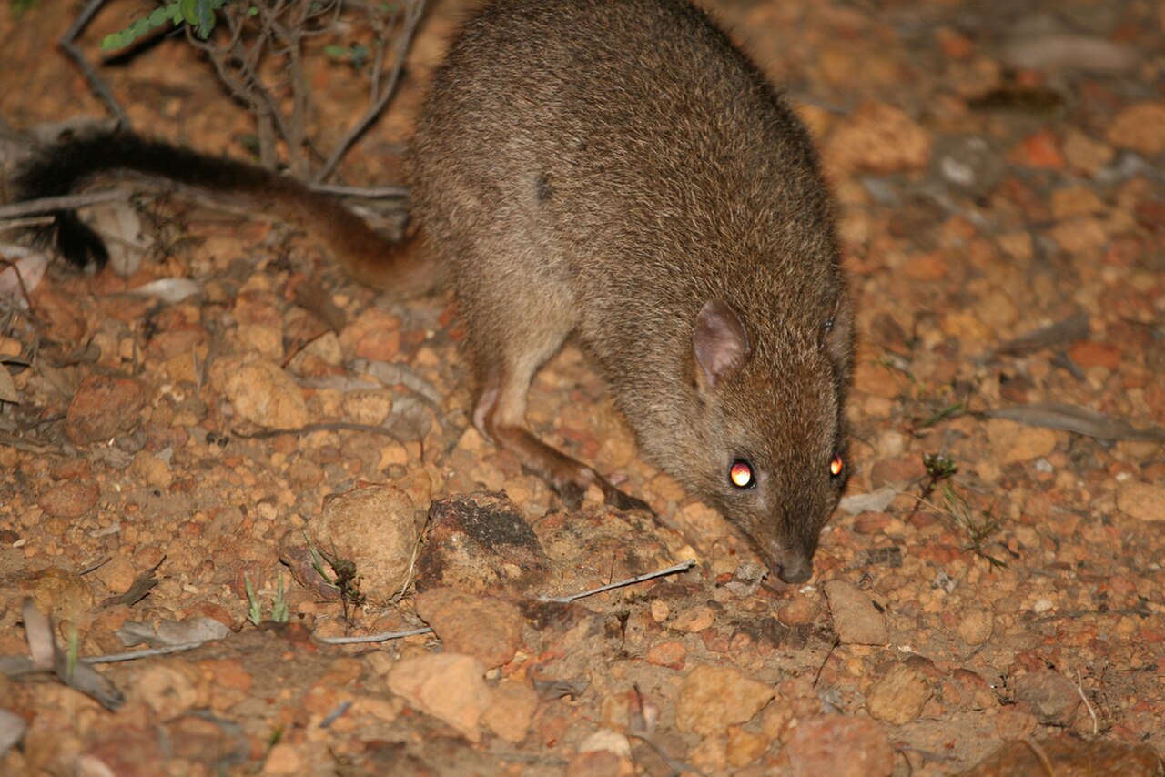 Bettongia penicillata reference