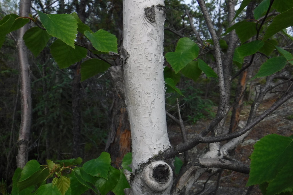 Alaska Paper Birch reference