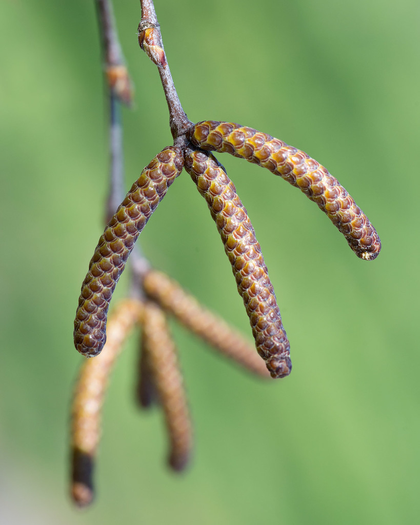 River Birch reference