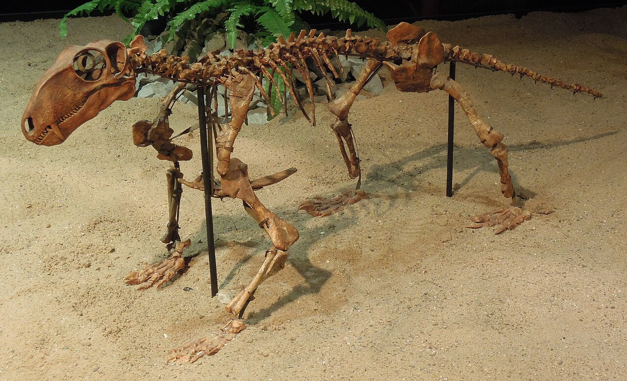 Biarmosuchus tener reference