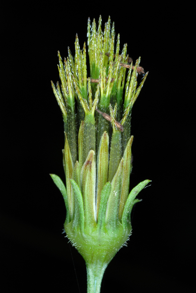 Spanish Needles reference