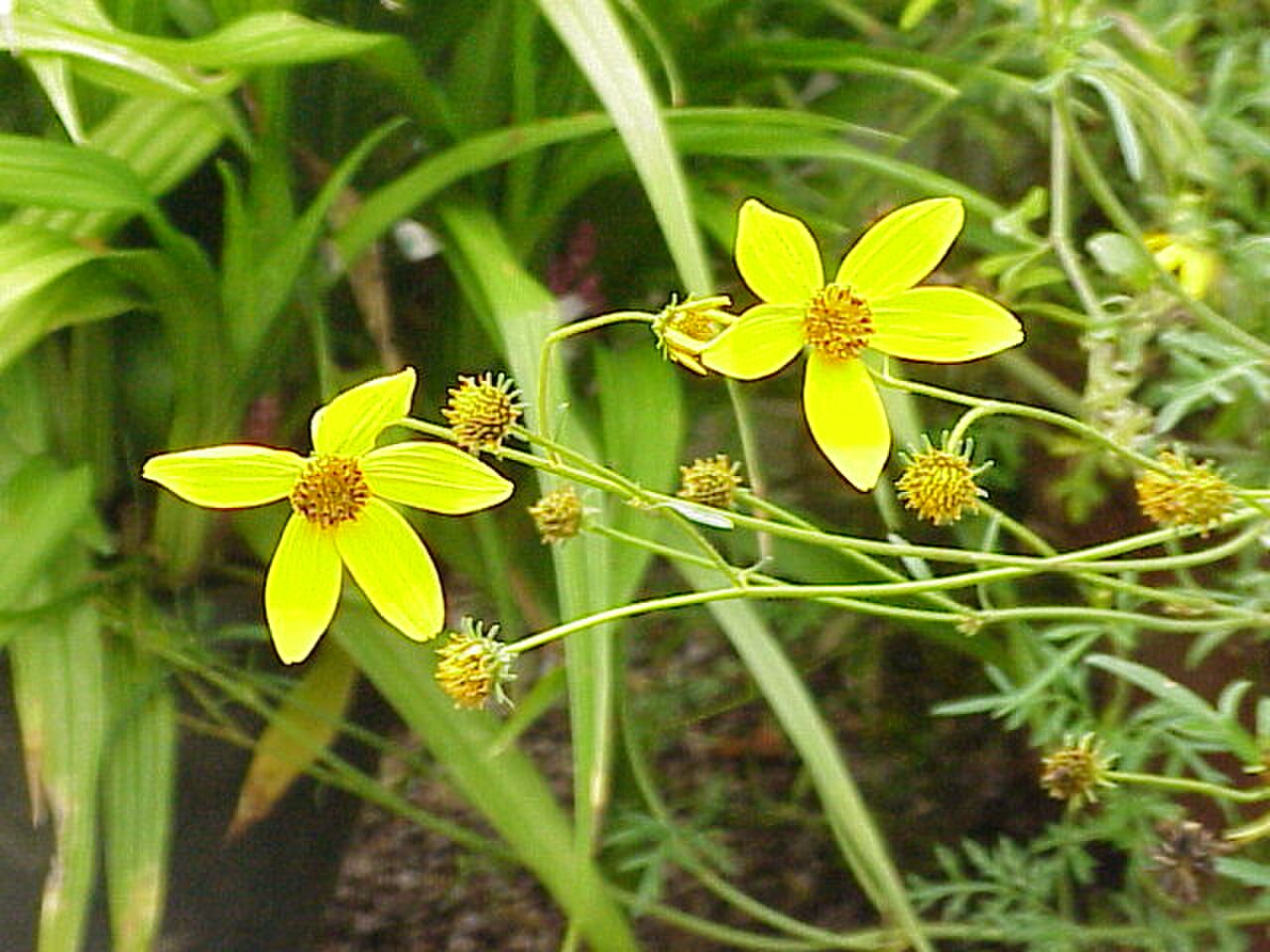 Bidens ferulifolia reference