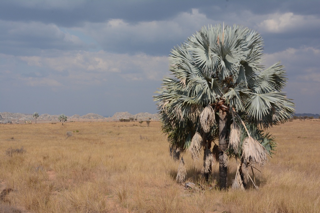 Bismarck Palm reference
